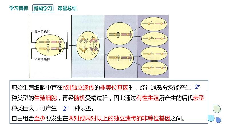 4.2 基因重组使子代出现变异 课件 2023-2024学年高一生物浙科版（2019）必修206