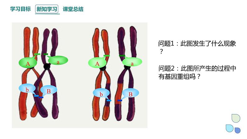 4.2 基因重组使子代出现变异 课件 2023-2024学年高一生物浙科版（2019）必修207