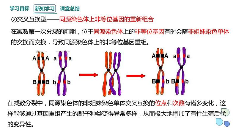 4.2 基因重组使子代出现变异 课件 2023-2024学年高一生物浙科版（2019）必修208