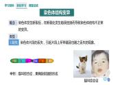 4.3 染色体畸变可能引起性状改变 课件 2023-2024学年高一生物浙科版（2019）必修2