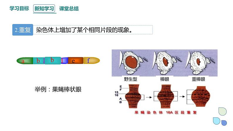 4.3 染色体畸变可能引起性状改变 课件 2023-2024学年高一生物浙科版（2019）必修206