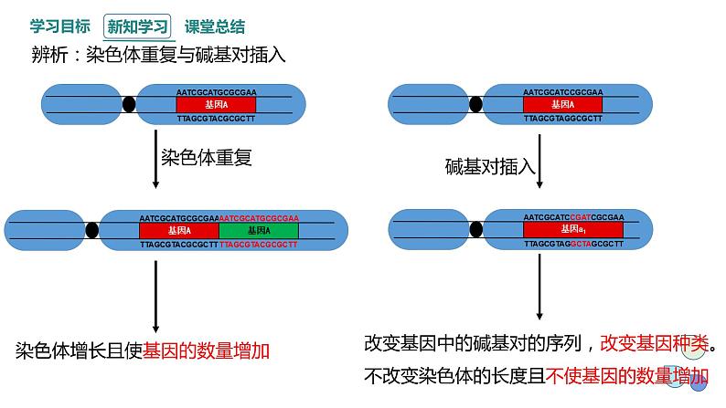 4.3 染色体畸变可能引起性状改变 课件 2023-2024学年高一生物浙科版（2019）必修207