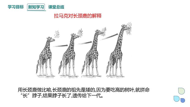 5.1 丰富多样的现存物种来自共同祖先 课件 2023-2024学年高一生物浙科版（2019）必修208