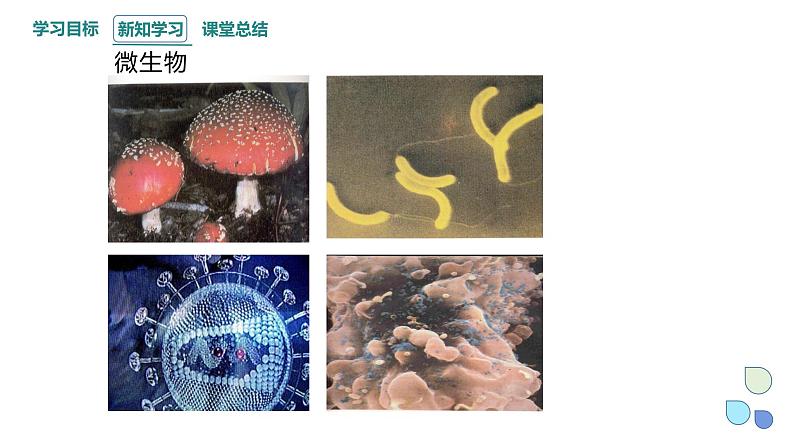 5.3 生物多样性为人类生存提供资源与适宜环境 课件 2023-2024学年高一生物浙科版（2019）必修208