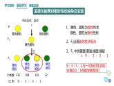 1.2 课时1 孟德尔从两对相对性状的杂交实验中总结出分离定律(1) 课件 2023-2024学年高一生物浙科版（2019）必修2
