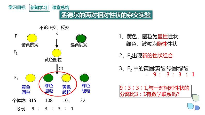 1.2 课时1 孟德尔从两对相对性状的杂交实验中总结出分离定律(1) 课件 2023-2024学年高一生物浙科版（2019）必修205