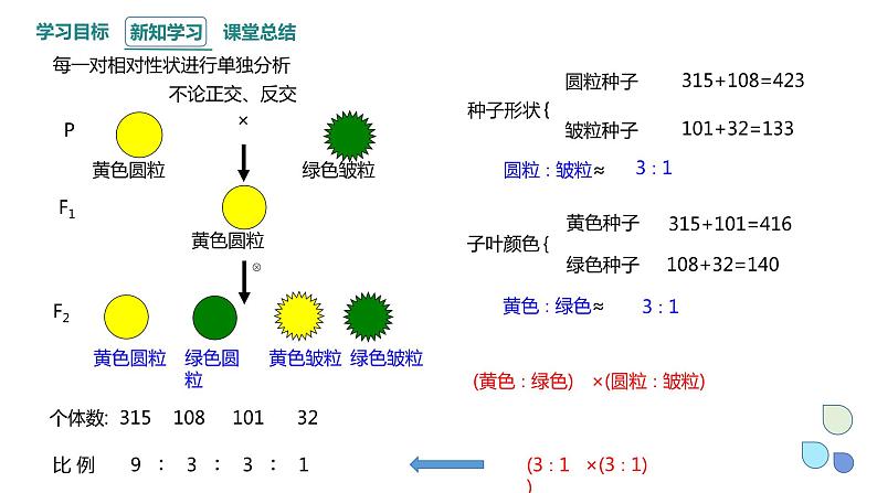 1.2 课时1 孟德尔从两对相对性状的杂交实验中总结出分离定律(1) 课件 2023-2024学年高一生物浙科版（2019）必修206