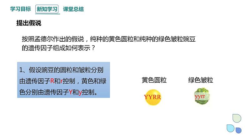 1.2 课时1 孟德尔从两对相对性状的杂交实验中总结出分离定律(1) 课件 2023-2024学年高一生物浙科版（2019）必修208