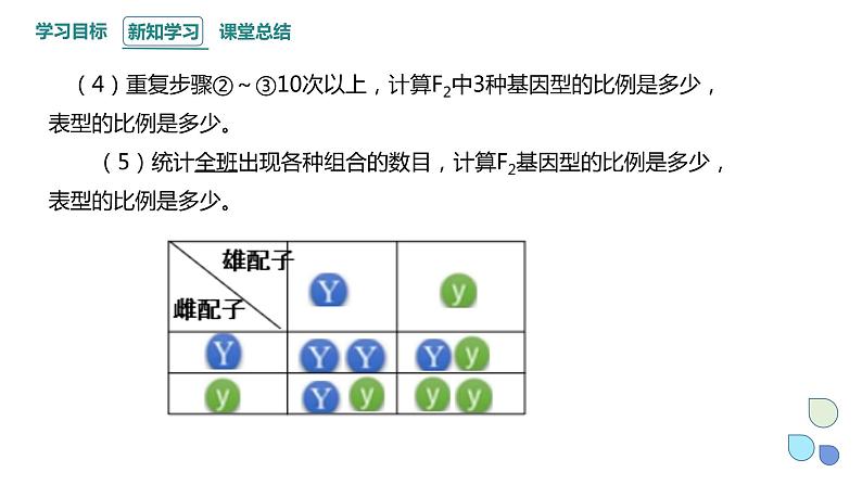 1.2 课时2 孟德尔从两对相对性状的杂交实验中总结出分离定律（2） 课件 2023-2024学年高一生物浙教版（2019）必修205