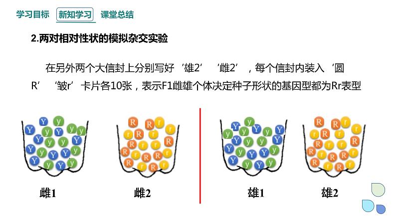 1.2 课时2 孟德尔从两对相对性状的杂交实验中总结出分离定律（2） 课件 2023-2024学年高一生物浙教版（2019）必修206