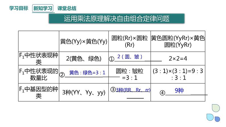 1.2 课时3 孟德尔从两对相对性状的杂交实验中总结出分离定律（3） 课件 2023-2024学年高一生物浙科版（2019）必修203