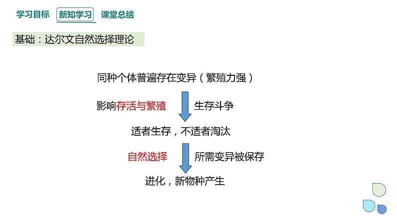 5.2 课时2 适应是自然选择的结果 课件 2023-2024学年高一生物浙教版（2019）必修二03