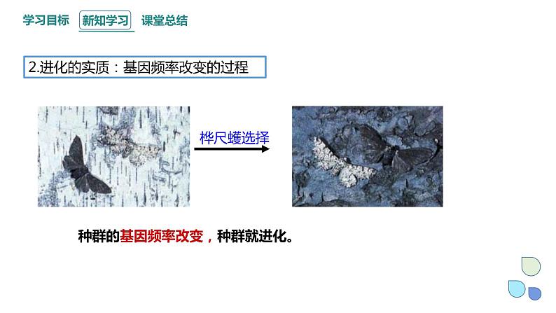 5.2 课时2 适应是自然选择的结果 课件 2023-2024学年高一生物浙教版（2019）必修二05