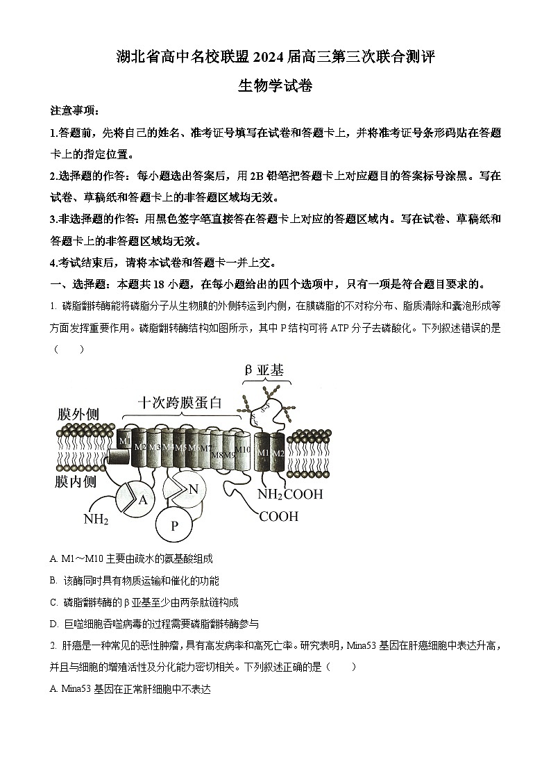 湖北省高中名校联盟2023-2024学年高三上学期第三次联合测评生物试题（Word版附解析）01
