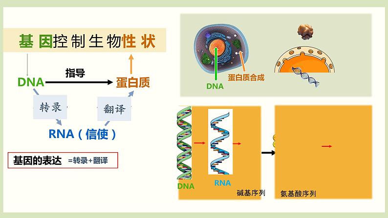 基因指导蛋白质的合成  课件第3页