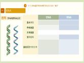 基因指导蛋白质的合成  课件