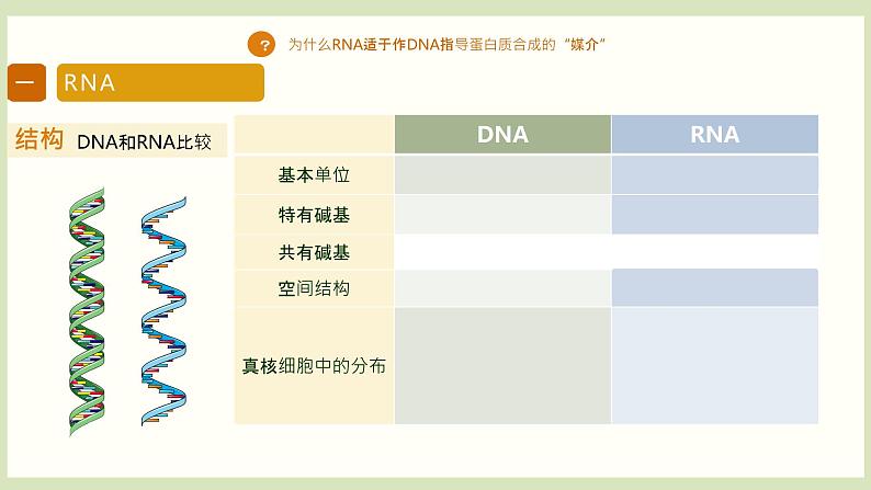 基因指导蛋白质的合成  课件第5页