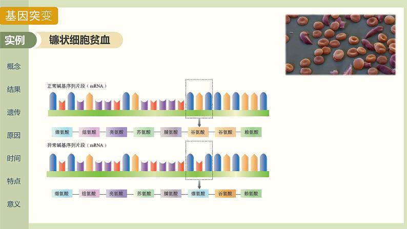 基因突变和基因重组 课件第6页