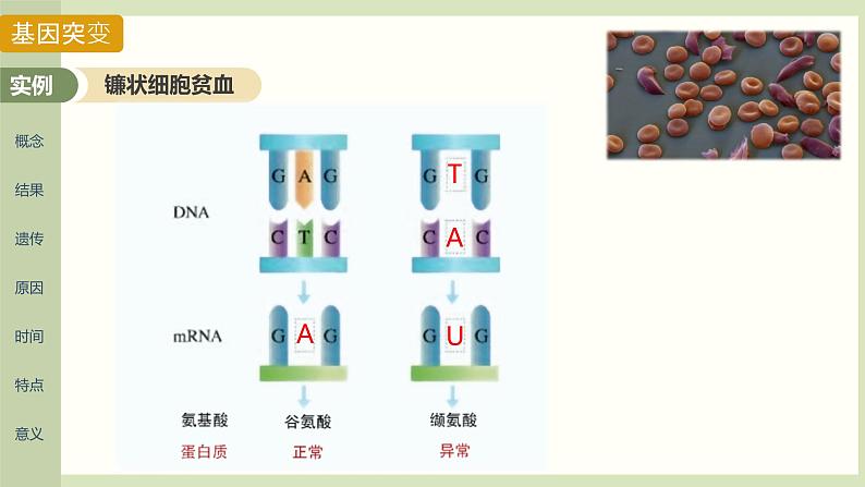 基因突变和基因重组 课件第7页