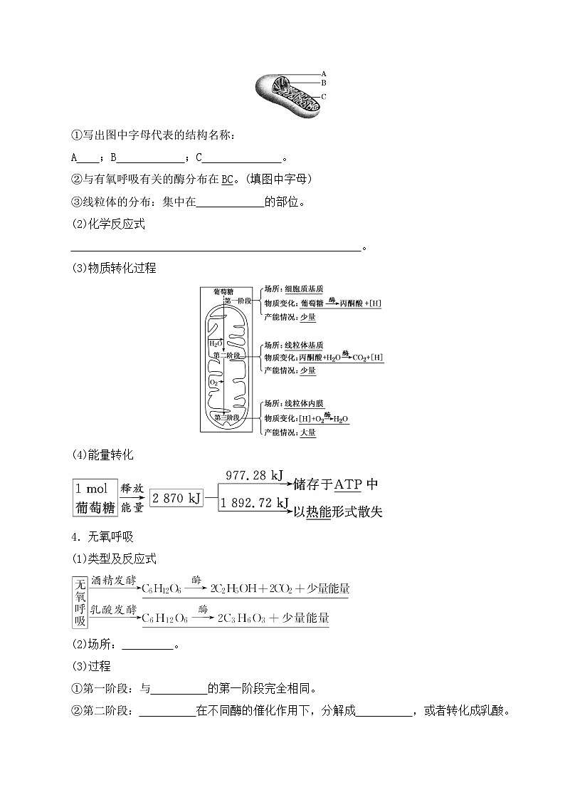 高一生物上学期课后培优分级练（2019人教版必修1）5.3 细胞呼吸的原理和应用（原卷版+解析）03