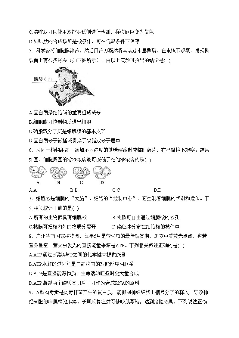 广东省汕尾市2023-2024学年高一上学期期末教学质量测试生物试卷(含答案)02