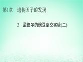 2024春高中生物第1章遗传因子的发现2孟德尔的豌豆杂交实验二课件（人教版必修2）