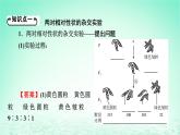 2024春高中生物第1章遗传因子的发现2孟德尔的豌豆杂交实验二课件（人教版必修2）