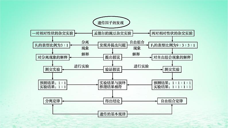 2024春高中生物第1章遗传因子的发现章末总结课件（人教版必修2）第3页