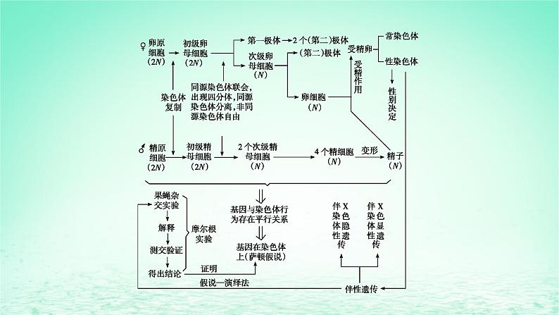 2024春高中生物第2章基因和染色体的关系章末总结课件（人教版必修2）第3页