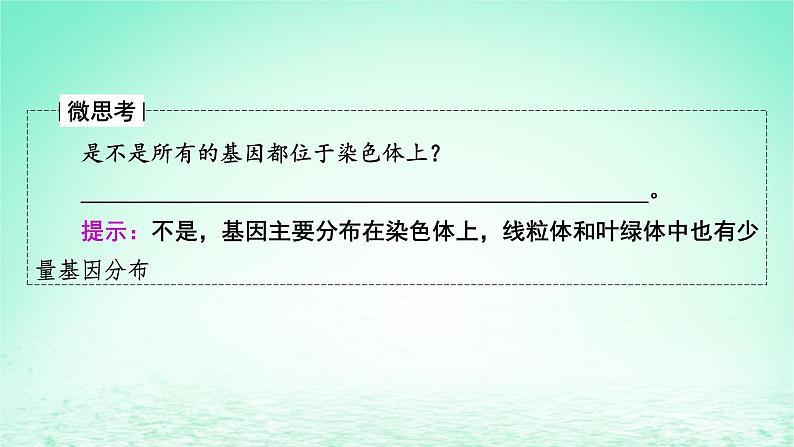 2024春高中生物第2章基因和染色体的关系2基因在染色体上课件（人教版必修2）07