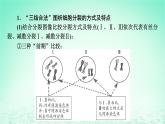 2024春高中生物第2章基因和染色体的关系微专题3细胞增殖过程中相关图像和曲线分析课件（人教版必修2）