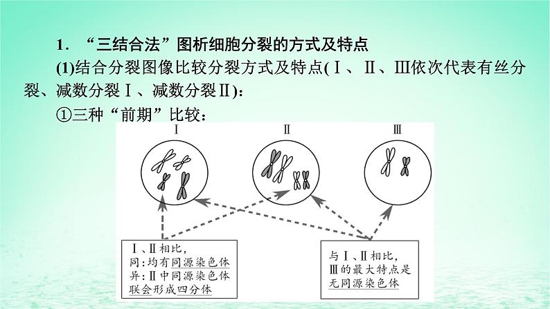 2024春高中生物第2章基因和染色体的关系微专题3细胞增殖过程中相关图像和曲线分析课件（人教版必修2）02