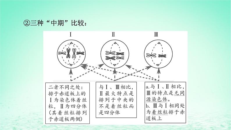 2024春高中生物第2章基因和染色体的关系微专题3细胞增殖过程中相关图像和曲线分析课件（人教版必修2）03