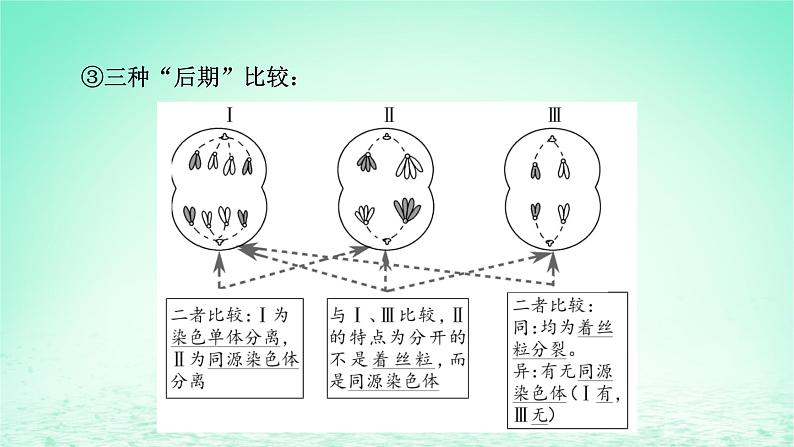 2024春高中生物第2章基因和染色体的关系微专题3细胞增殖过程中相关图像和曲线分析课件（人教版必修2）04