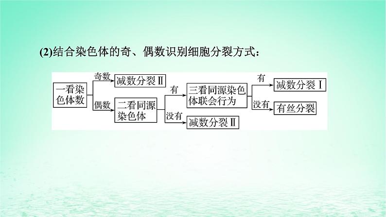 2024春高中生物第2章基因和染色体的关系微专题3细胞增殖过程中相关图像和曲线分析课件（人教版必修2）05