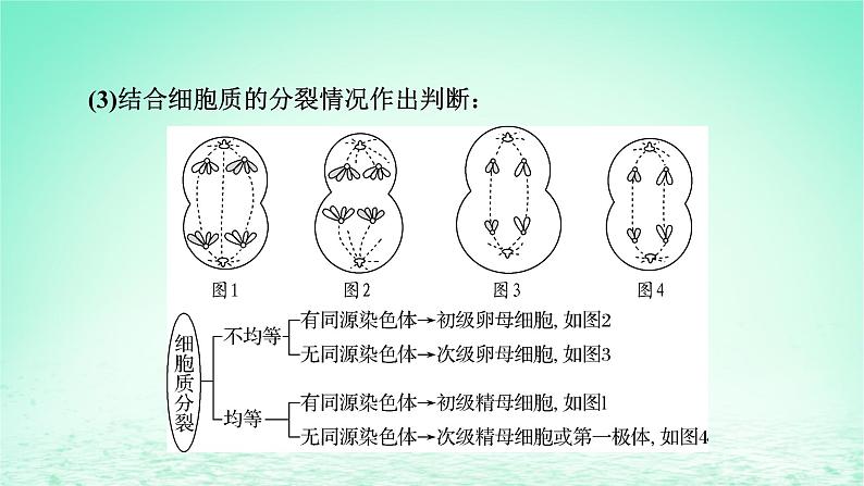 2024春高中生物第2章基因和染色体的关系微专题3细胞增殖过程中相关图像和曲线分析课件（人教版必修2）06