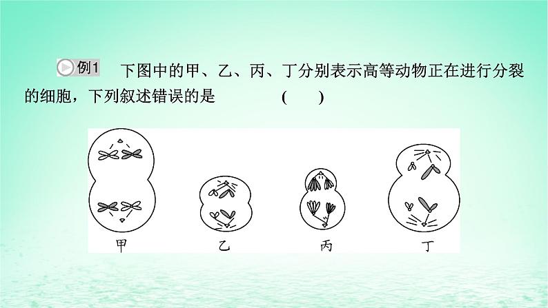 2024春高中生物第2章基因和染色体的关系微专题3细胞增殖过程中相关图像和曲线分析课件（人教版必修2）07