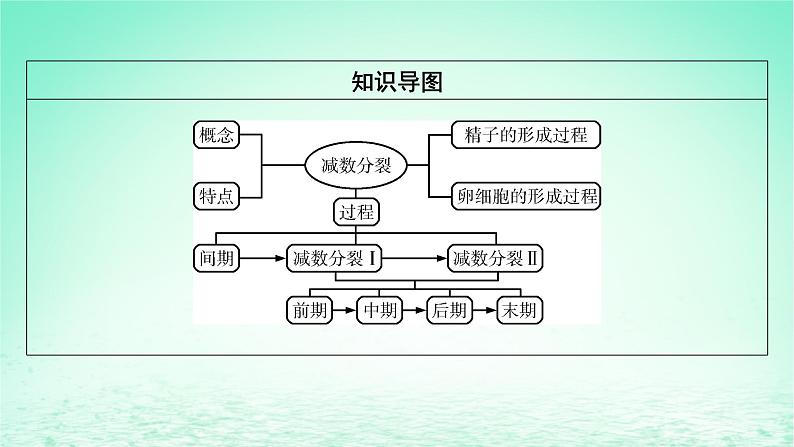 2024春高中生物第2章基因和染色体的关系1减数分裂和受精作用第1课时减数分裂含实验课件（人教版必修2）08