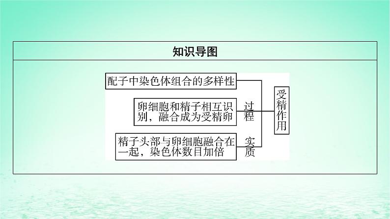 2024春高中生物第2章基因和染色体的关系1减数分裂和受精作用第2课时受精作用课件（人教版必修2）第3页