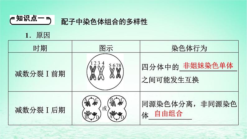 2024春高中生物第2章基因和染色体的关系1减数分裂和受精作用第2课时受精作用课件（人教版必修2）第5页