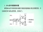 2024春高中生物第3章基因的本质微专题6DNA的半保留复制及细胞分裂课件（人教版必修2）