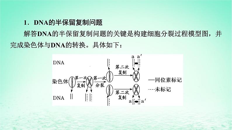 2024春高中生物第3章基因的本质微专题6DNA的半保留复制及细胞分裂课件（人教版必修2）02