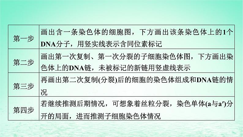 2024春高中生物第3章基因的本质微专题6DNA的半保留复制及细胞分裂课件（人教版必修2）03