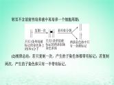 2024春高中生物第3章基因的本质微专题6DNA的半保留复制及细胞分裂课件（人教版必修2）