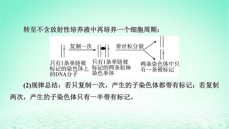 2024春高中生物第3章基因的本质微专题6DNA的半保留复制及细胞分裂课件（人教版必修2）05