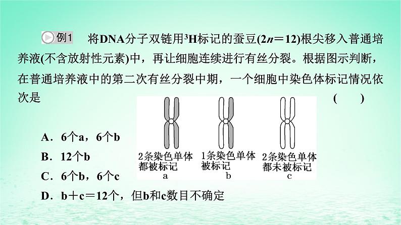 2024春高中生物第3章基因的本质微专题6DNA的半保留复制及细胞分裂课件（人教版必修2）06