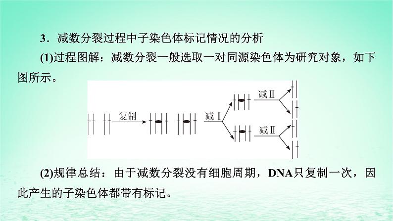 2024春高中生物第3章基因的本质微专题6DNA的半保留复制及细胞分裂课件（人教版必修2）08