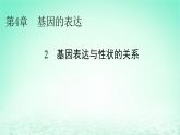 2024春高中生物第4章基因的表达2基因表达与性状的关系课件（人教版必修2）