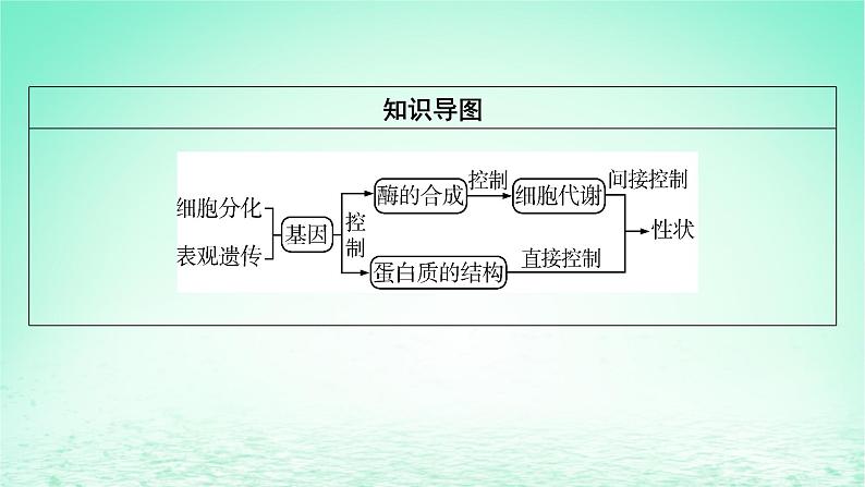 2024春高中生物第4章基因的表达2基因表达与性状的关系课件（人教版必修2）第3页