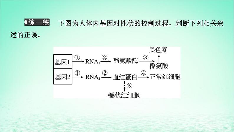 2024春高中生物第4章基因的表达2基因表达与性状的关系课件（人教版必修2）第8页